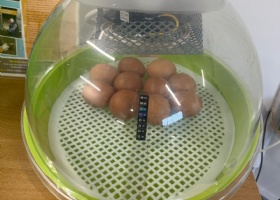 The eggs have arrived! image